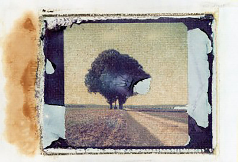 Schmelz Fotodesign, Baum auf dem Feld, Polaroid Image Transfer, Fotokunst, Slow Pictures